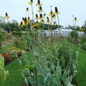 Rudbeckia maxima